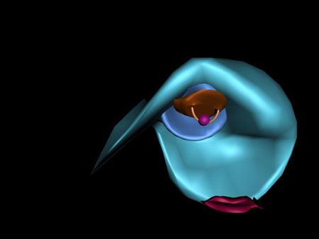 Formes / Volto 3