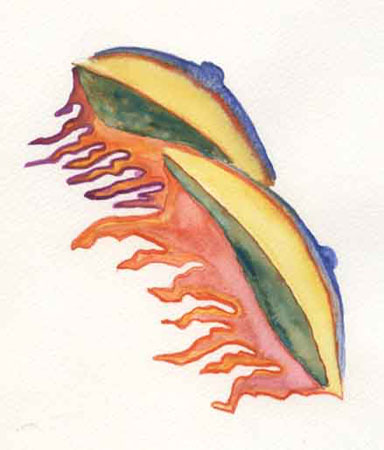 Seni